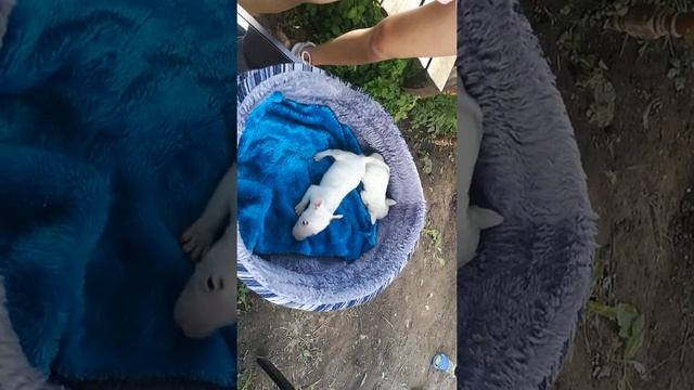 Выбираем щенка мини бультерьера / Came to choose a mini-bull terrier puppy