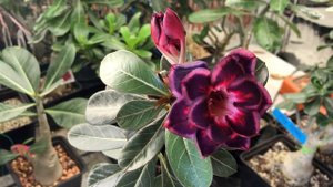 Цветение адениума, сорт Thousand Lotus