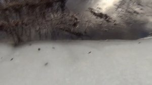 Мой пруд зимой! Аэрация пруда! Какой компрессор выбрать! Аномальная погода в Беларуси!