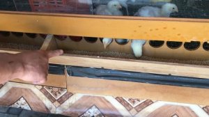 Какой Комбикорм лучше для Бройлера. Разные рационы. Влияние на рост качество мяса