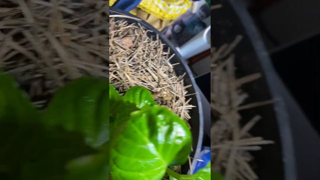 Две мои крупнолистные гортензии после зимы🌸🌸🌸Что с ними делать??? смотреть онлайн