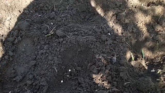 Компактная посадка Кукуруза + Фасоль смотреть онлайн