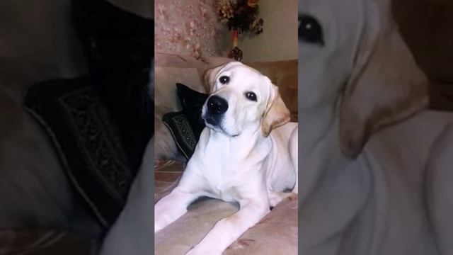 Лабрадор Эмма