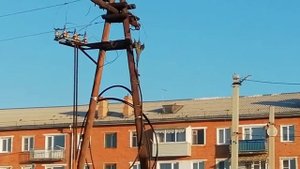 Что происходит? Голуби умирают на лету.