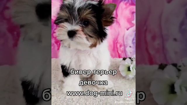 девочка бивер терьера в продаже. сайт питомника www.dog-mini.ru