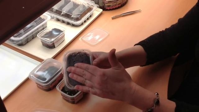Петуния, выращиваем без ошибок. Часть2, прорастание