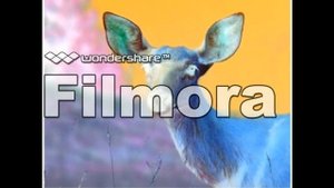 Wild Animal Safari in G Major [Part 1]