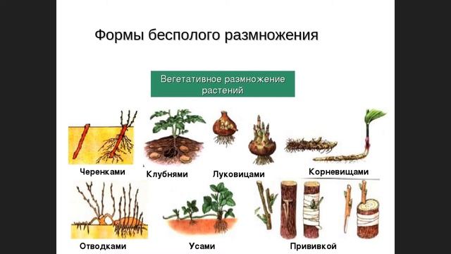 Размножение и его значение
