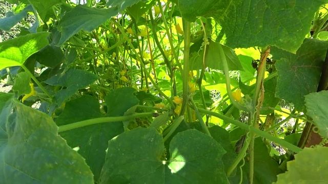 Быстро спас огурцы от пожелтения! Вот простое средство помогает сразу и увеличит урожай! смотреть онлайн