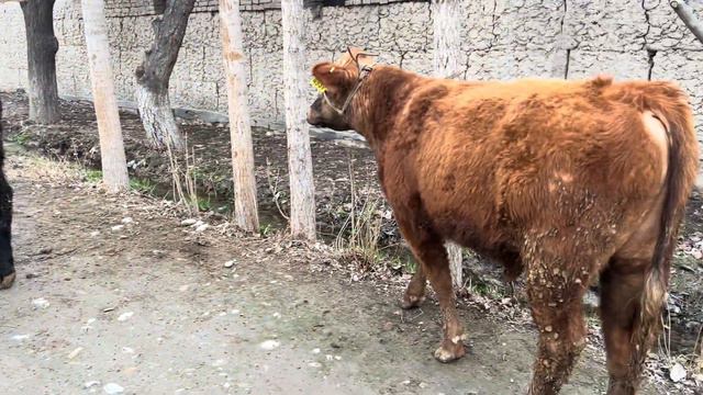 Yosh LEMUZING VA ANGUS BUQALAR SOTILADI #916710001 , Dastafka hizmati bor.