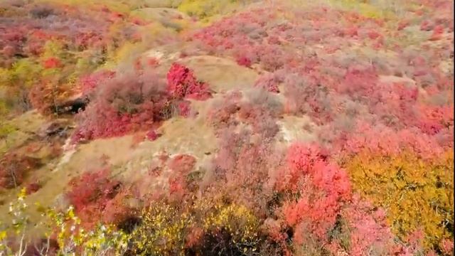 Enchanting Autumn Forests with Beautiful Piano Music?4K Autumn Ambience & Fall Foliage #4 смотреть онлайн