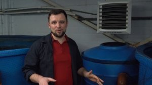 РЫБОВОДНАЯ ферма по выращиванию АФРИКАНСКОГО СОМА в УЗВ на 30 тонн/год – особенности БИЗНЕСА