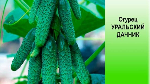 Огурцы УРАЛЬСКИЙ ДАЧНИК. Обильный урожай