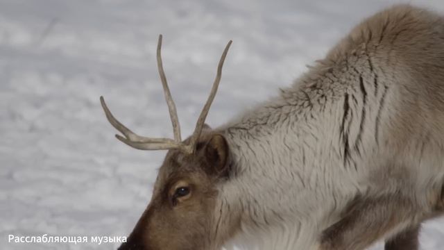 Лечебная музыка для сердца и сосудов! До слез красивая мелодия! ВОССТАНОВЛЕНИЕ НЕРВНОЙ СИСТЕМЫ смотреть онлайн