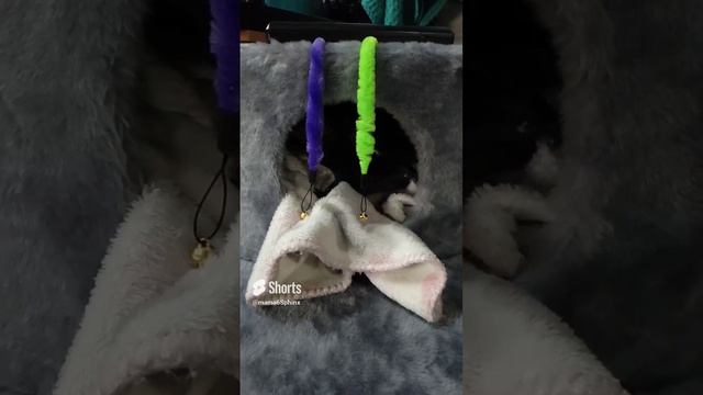 Котёнок Лу'на#канадскийсфинкс #развитиесфинкса