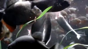 Пираньи атакуют! Piranhas Attack!