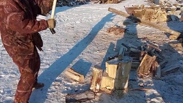 .Рубим тополя на дрова. Золотое колесо ?