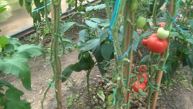 Какие томаты вырастают из семян, находящихся в одной пачке. Красный бугай смотреть онлайн