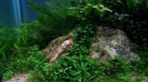 Природный аквариум с папоротниками и почвопокровными растениями