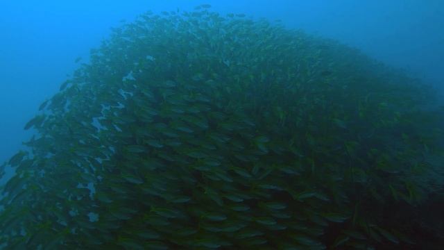 Diving In The Seychelles | Scuba & Freediving Mahe Island смотреть онлайн