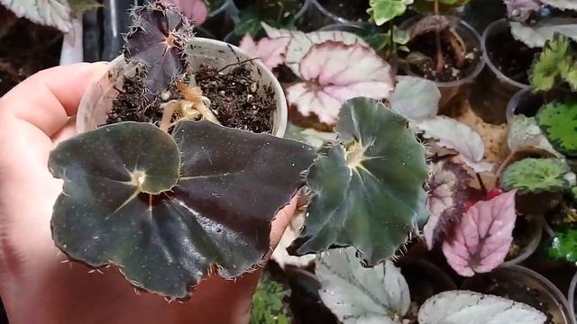 Бегония Black Mamba смотреть онлайн