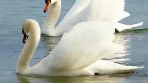 рассказ Аксакова Лебедь читают Ирина Федчук и Альфия Амерханова