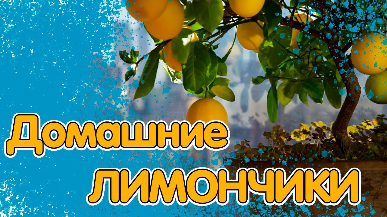 ЛИМОННОЕ ДЕРЕВО У СЕБЯ ДОМА: ОСОБЕННОСТИ ВЫРАЩИВАНИЯ И УХОД