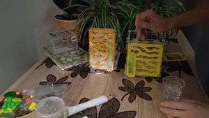 Муравьиный влог/переселение муравьёв вида messor structor в новый формикарий/муравьи