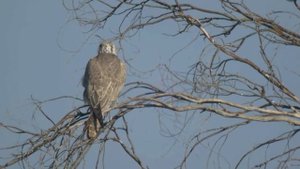 Saker Falcon - Falco cherrug