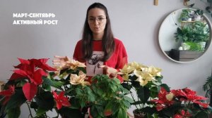 Почему не цветет пуансеттия: как помочь Рождественской звезде дожить до следующего Нового года?