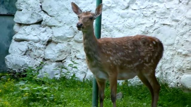 Тушканчик | Зоопарк смотреть онлайн