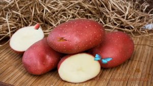 Картофель семенной Маяк (potato seed mayak) ? обзор: как сажать, семенной картофель картофеля Маяк