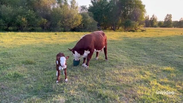 ОХ уж эти герефордские отелы! #герефорд #корова #отел #животные #ферма #фермер #хозяйство #кфх #кр