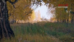 Осенние загоны на сибирскую косулю