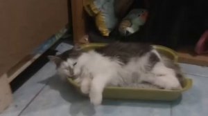Как приучить кота к лотку