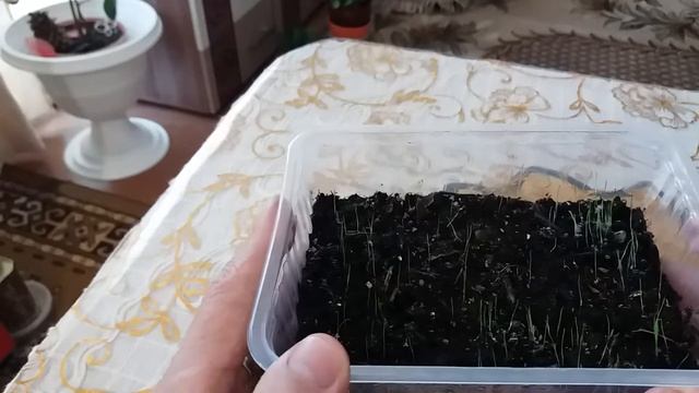 Всходы ЛЕМОНГРАСС ЦИТРОНЕЛЛА лимоная трава. смотреть онлайн