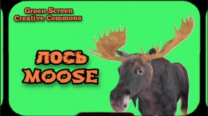 ЛОСЬ видео Green Screen футаж. ХРОМАКЕЙ АНИМАЦИЯ на зелёном фоне.