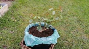 Саженец розы Пьер де Ронсар изЛеруа Мерлен в сад.