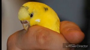 Как отучить попугая кусаться