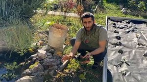 ЗИМОВКА НИМФЕИ (ВОДНОЙ ЛИЛИИ)