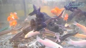 Бестер в аквариуме с золотыми рыбками