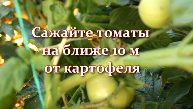 Сделайте это пока еще не поздно! Фитофтороз томатов: что делать, как избавиться народными средствам