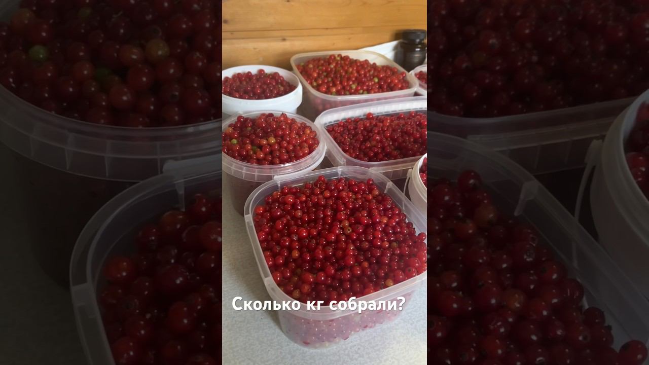 Сбор красной смородины/ дары природы/ заготовки на зиму