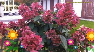 Гортензия метельчатая на штамбе Вимс Ред. Краткий обзор, описание hydrangea paniculata Wim’s Red