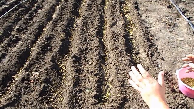 Осень и сидераты!!!Удобрение и стабилизация почвы с помощью растений сидератов. green manure смотреть онлайн