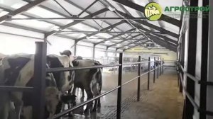 Коровник беспривязного содержания КРС в Республике Татарстан 2