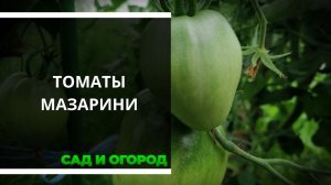Томаты Мазарини. Выращивание и уход