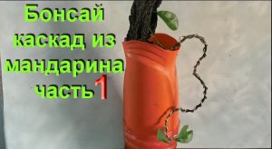1.Бонсай каскад из мандарина часть 1