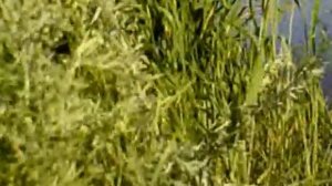 Нудиский пляж. Russian nudisti beach