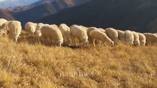 Гиссарская порода овец в Пешхойских горах Чечни
